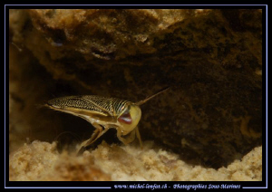 A Common water boatman - came accross him at about 7 m...... by Michel Lonfat 